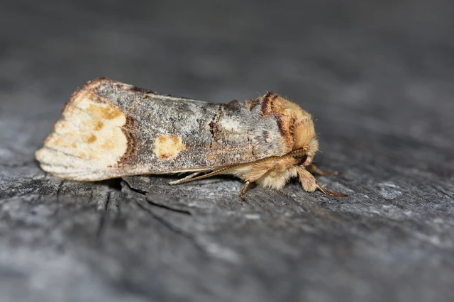 Phalera bucephaloides - magyar púposszövő