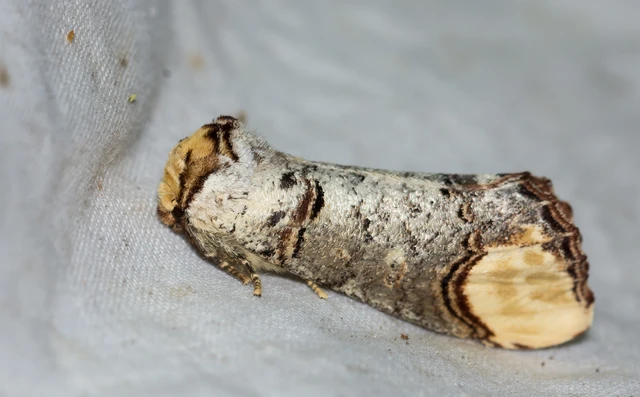 Phalera bucephala - sárgafoltos púposszövő