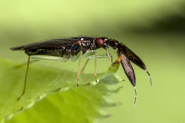 Heterotoma merioptera/planicornis