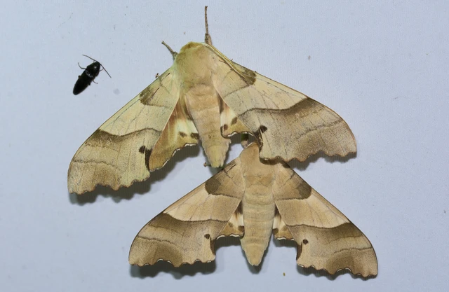 Marumba quercus - tölgyfaszender