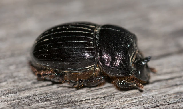 Copris lunaris - közönséges holdszarvú-ganéjtúró