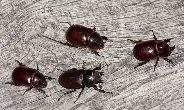 Lucanus cervus - nagy szarvasbogár