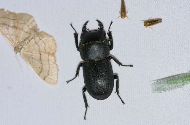 Dorcus parallelipipedus - kis szarvasbogár
