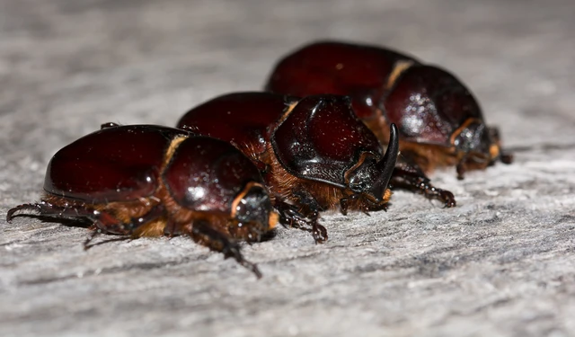 Oryctes nasicornis - orrszarvú bogár
