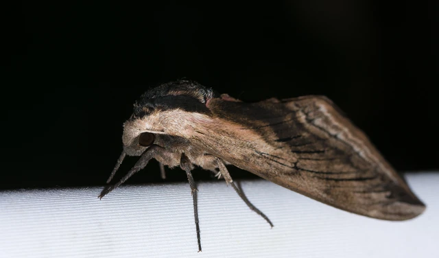 Sphinx ligustri - fagyalszender
