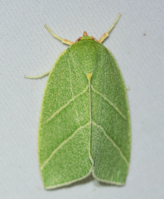 Bena bicolorana - tölgyfa-zöldbagoly