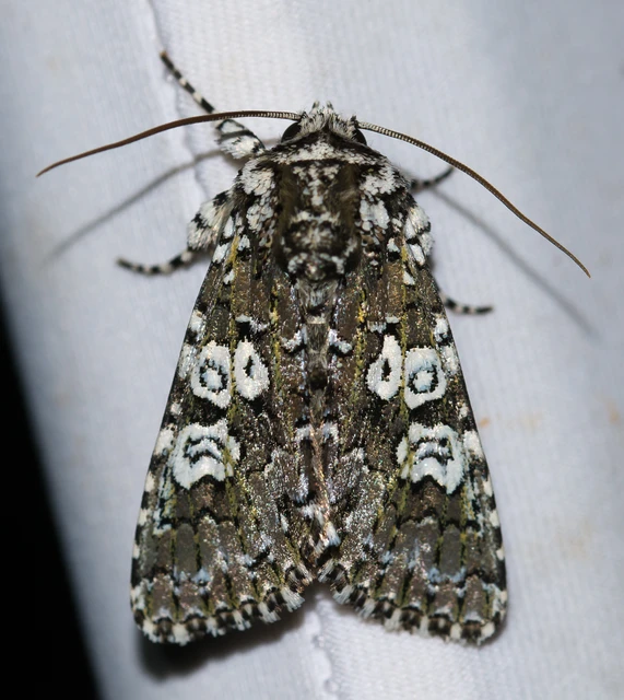 Lamprosticta culta - hármasfoltú bagoly