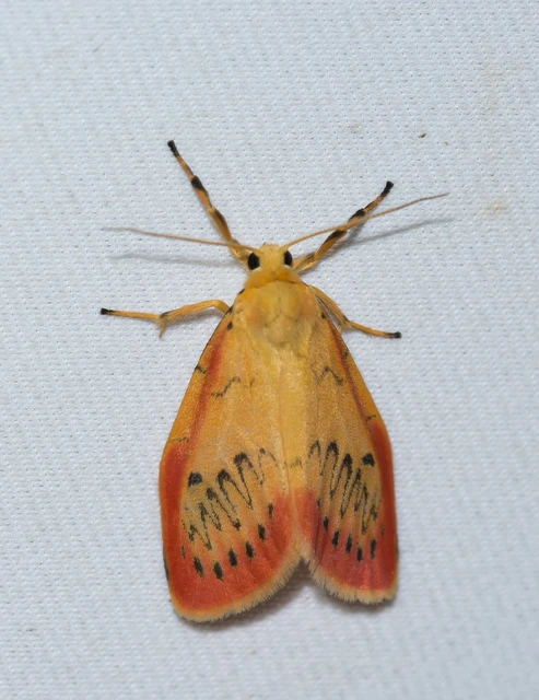 Miltochrista miniata - piros medvelepke