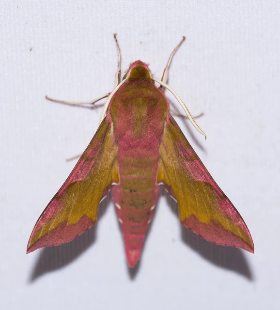 Deilephila porcellus - piros szender