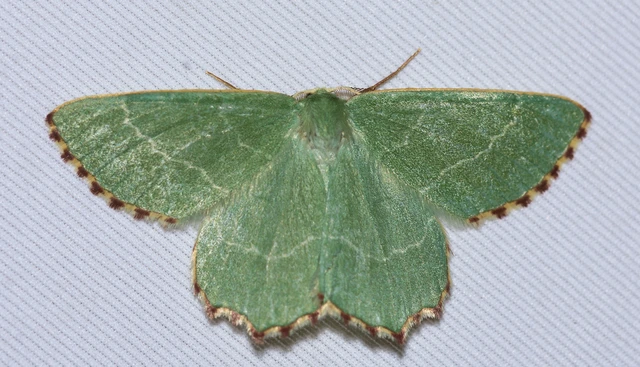 Thalera fimbrialis - csipkésszélű zöldaraszoló