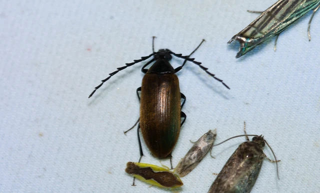 Pseudocistela ceramboides - narancssárga alkonybogár