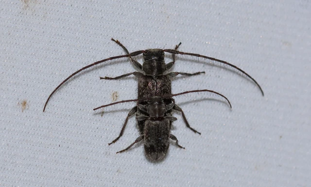 Exocentrus adspersus - tölgyfa-rőzsecincér