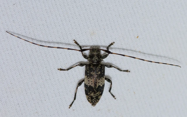 Leiopus nebulosus - öves gesztcincér