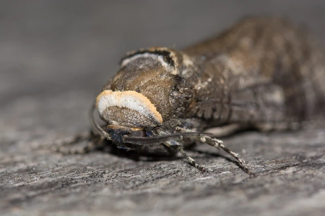 Cossus cossus - fűzfarontólepke