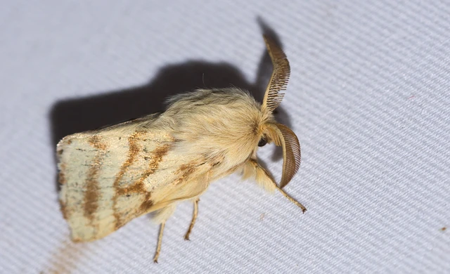 Malacosoma castrensis - kutyatejszövő