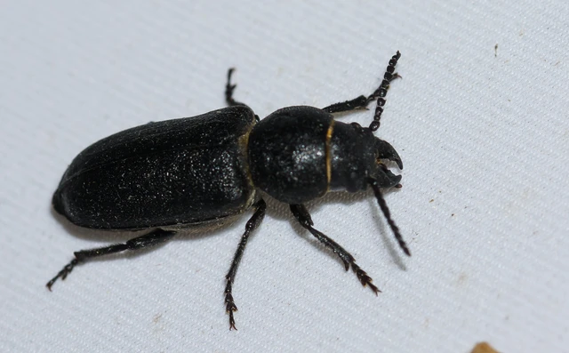 Spondylis buprestoides - erdei félcincér