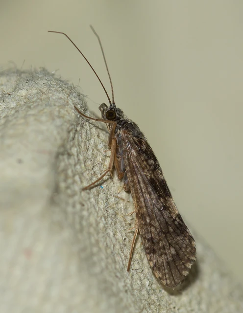 Trichoptera - Tegzesek