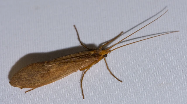 Trichoptera - Tegzesek