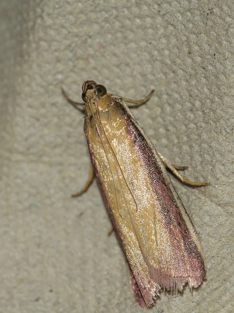 Oncocera semirubella - lucernamoly