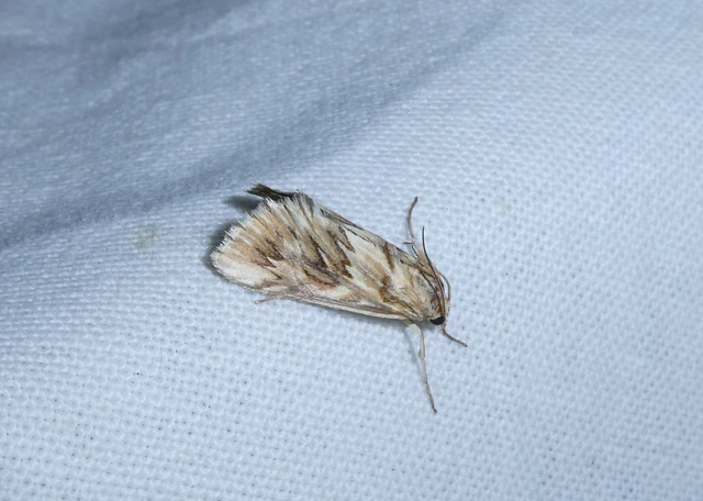 Cynaeda dentalis - gyakori ciframoly