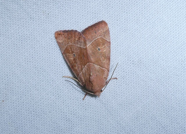 Cosmia trapezina - közönséges lombbagoly