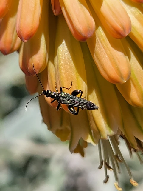 Oedemera