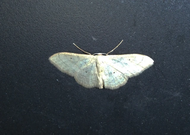 Idaea straminata - szalmasárga sávosaraszoló