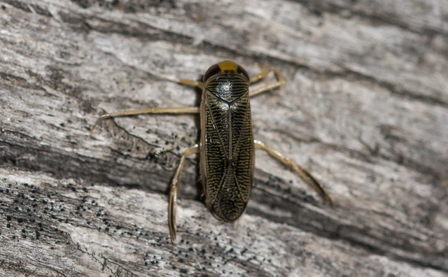 Corixidae - búvárpoloskák Corixidae - búvárpoloskák