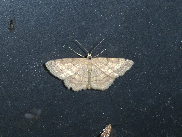Scopula rubiginata - réti pirosaraszoló