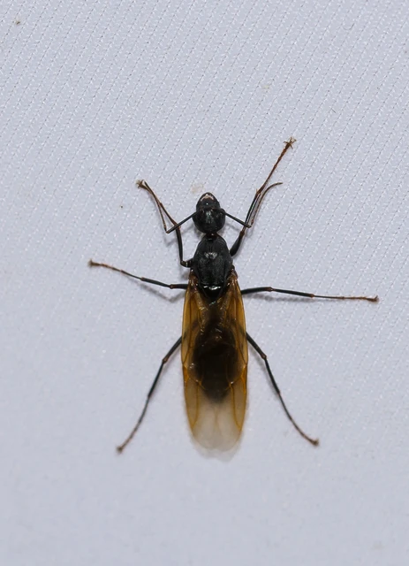 Camponotus