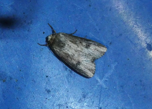 Axylia putris - vonalkás földibagoly