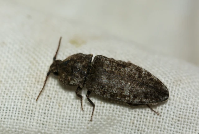 Agrypnus murinus - egérszínű pikkelyespattanó