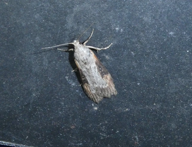 Lamoria anella - törmelékmoly