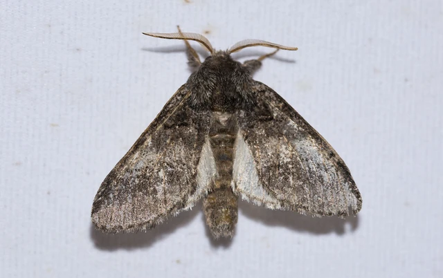 Drymonia querna - tölgyfa-púposszövő