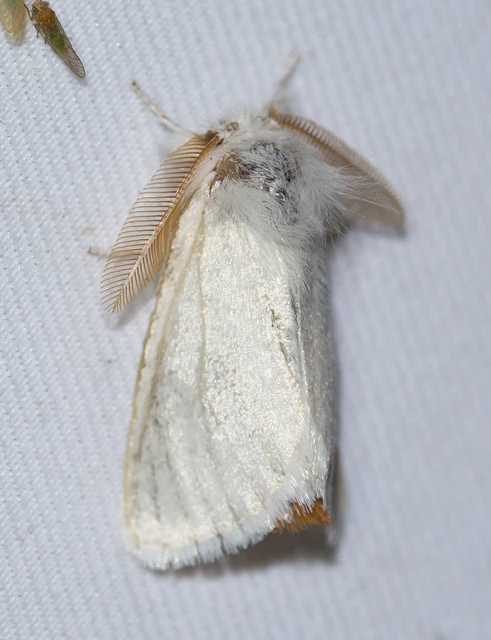Sphrageidus similis - sárgafarú szövő
