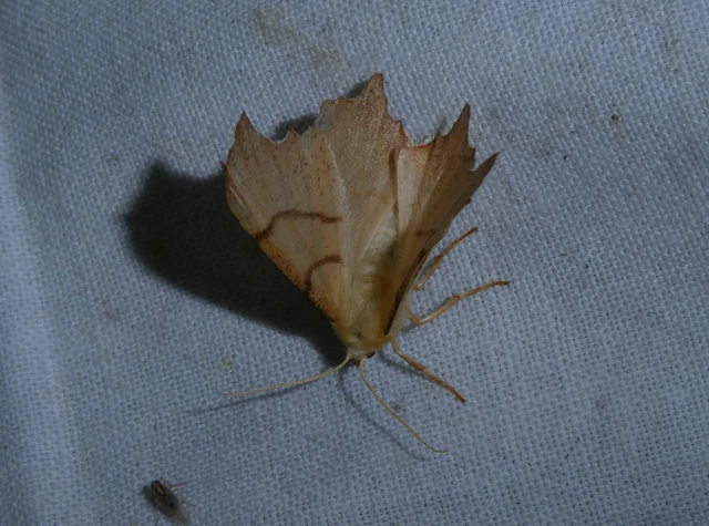 Ennomos erosaria - hársfa-levélaraszoló