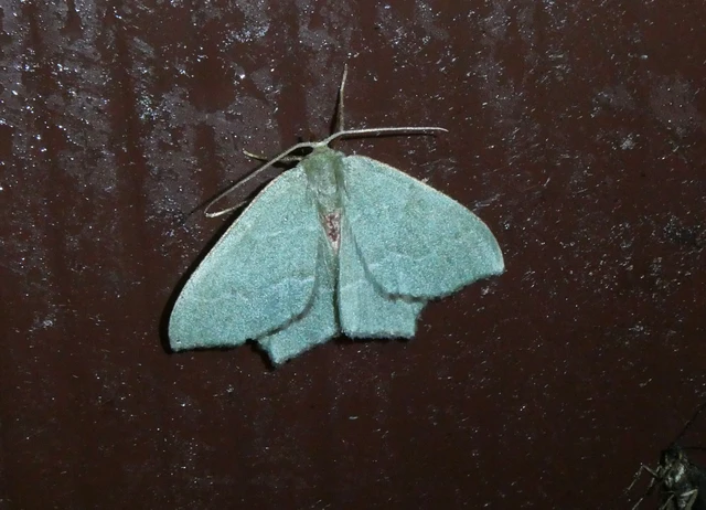 Hemithea aestivaria - nyír-zöldaraszoló