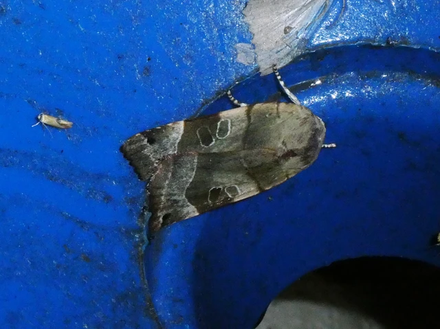 Noctua fimbriata - szélessávú sárgafűbagoly