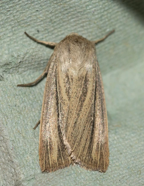 Mythimna pudorina - vörös rétibagoly