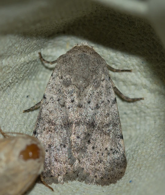 Hoplodrina respersa - bogáncs-selymesbagoly