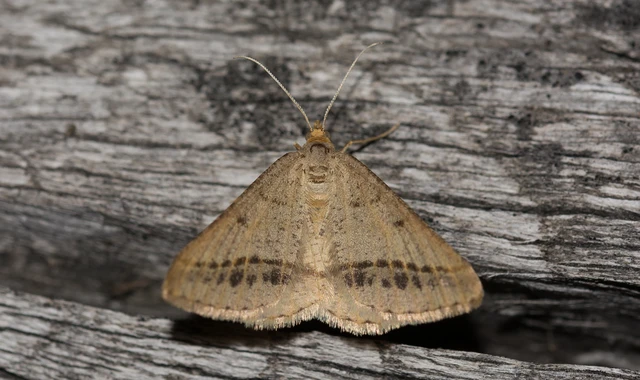 Tephrina arenacearia - lucerna-araszoló