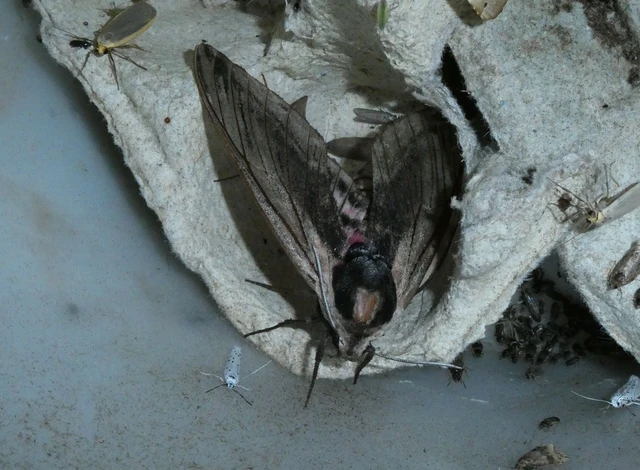 Sphinx ligustri - fagyalszender
