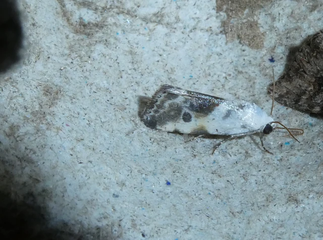 Ponometia candefacta - parlagfűbagoly