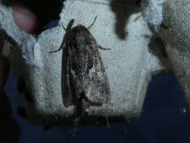 Trachea atriplicis - nyári zöldbagoly