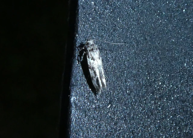 Recurvaria nanella - kis vörös-rügysodrómoly