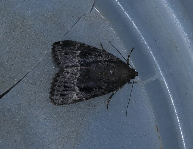 Amphipyra berbera/pyramidea