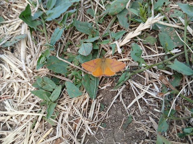 Lythria purpuraria - bíborsávos araszoló