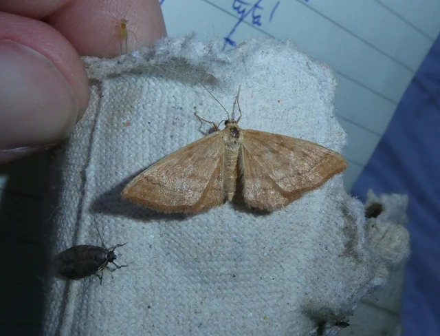 Idaea ochrata - okkerszínű sávosaraszoló