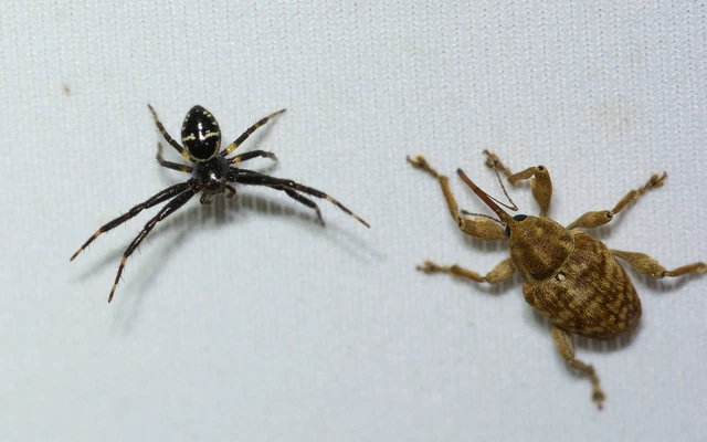 Curculio venosus - tarajos zsuzsóka