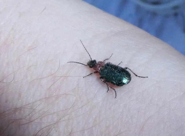 Lebia cyanocephala - pompás cserjefutó